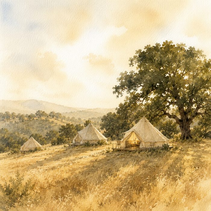 Watercolour of canvas bell tents on a golden hillside beneath a large oak